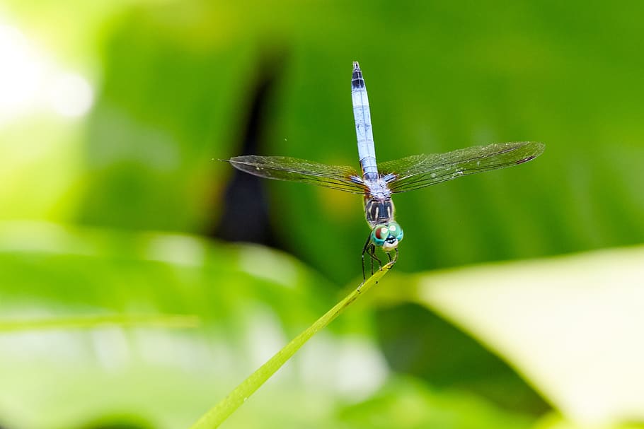 dragonfly, bug, insect, nature, wildlife, creature, plant, natural HD wallpaper