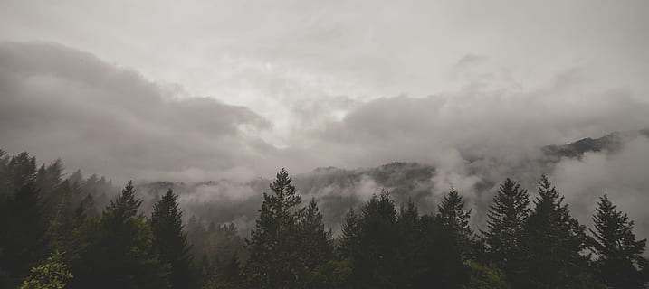 forrest during cloudy day, forest, tree, landscape, fog, mountain HD wallpaper