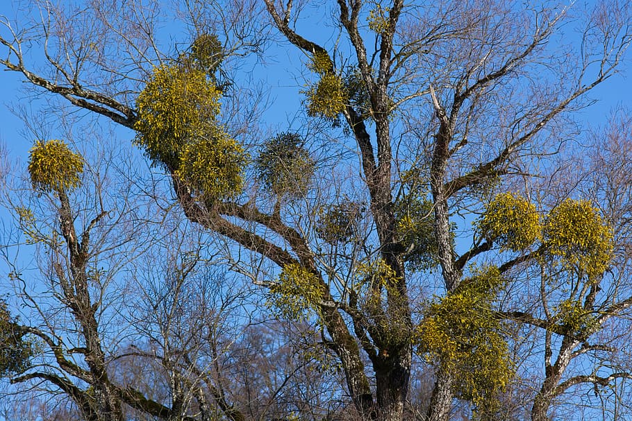 mistletoe, tree, green, winter, parasite, plant, low angle view HD wallpaper