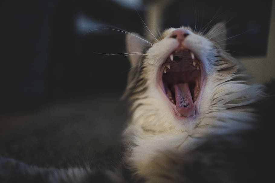 germany, berlin, cat, mainecoon, pet, yawn, one animal, mouth, HD wallpaper