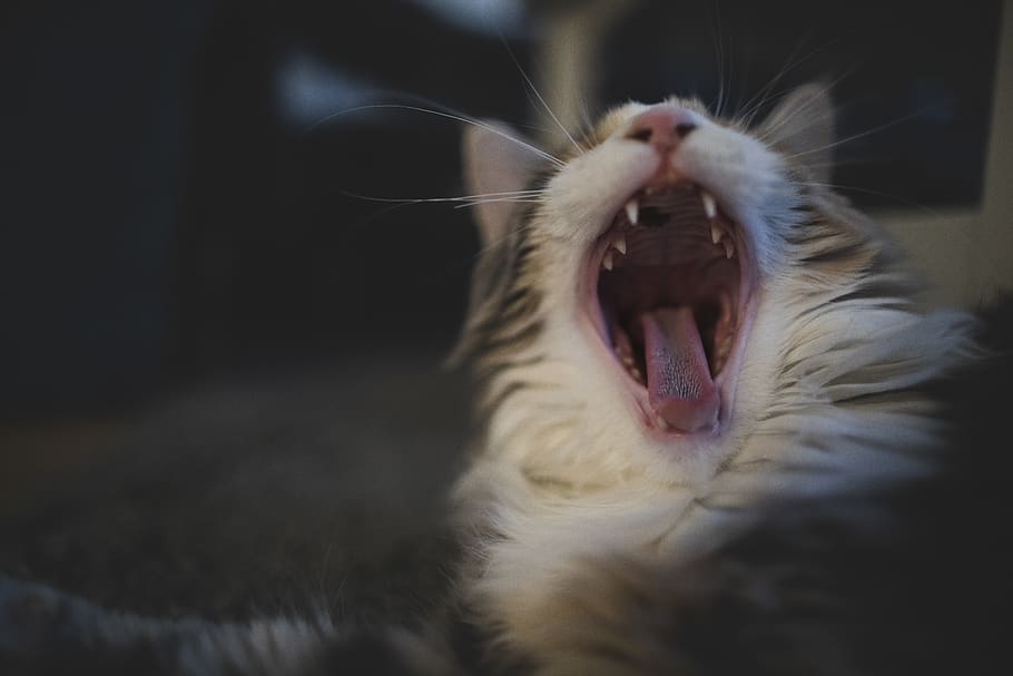 germany, berlin, cat, mainecoon, pet, yawn, one animal, mouth HD wallpaper