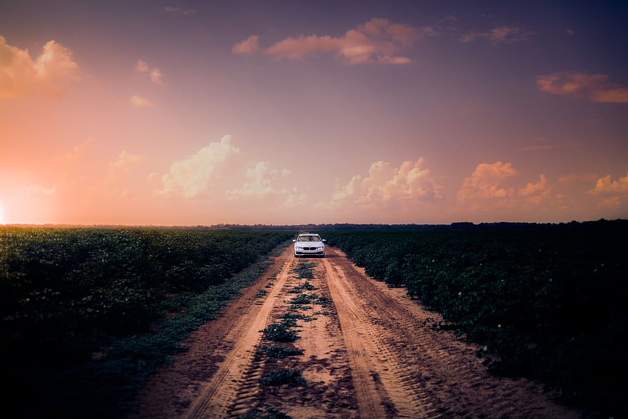 White Car on Dirt Road in the Middle of Grass Field, clouds, crops HD wallpaper