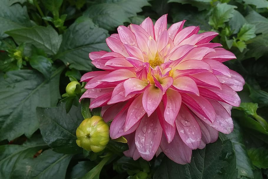 Close up of a pink dahlia flower in full bloom., flower images
