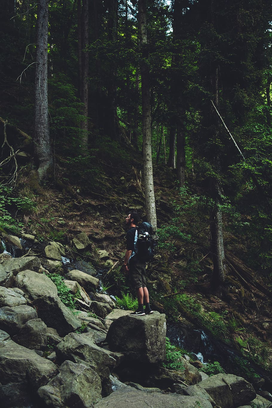 trees, forest, outdoors, camping, hiking, exploring, man, backpack HD wallpaper