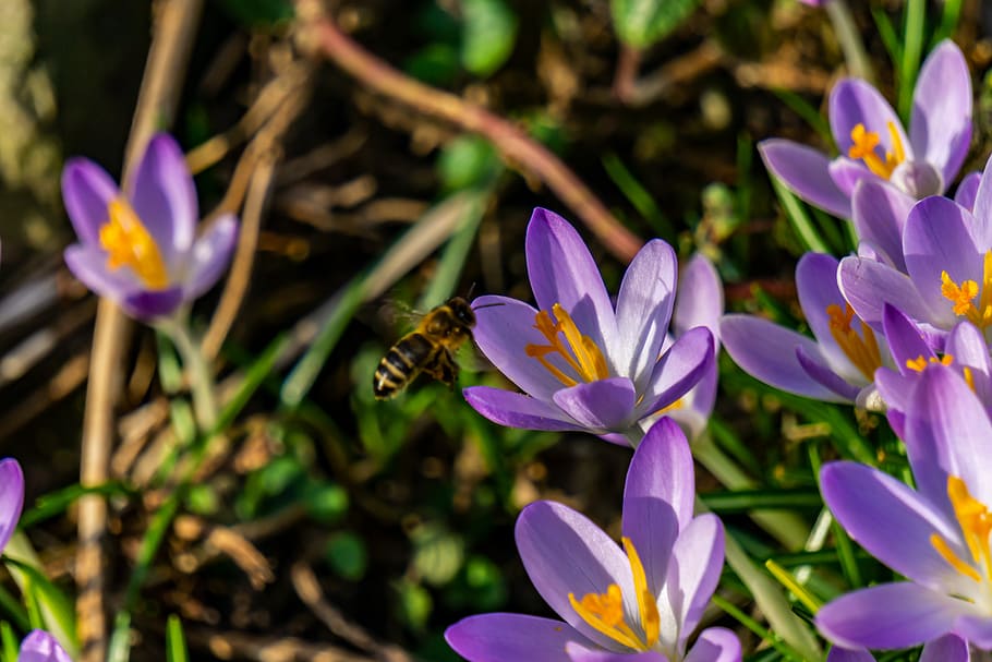 crocus, spring, nature, flower, purple, plant, blossom, bloom HD wallpaper