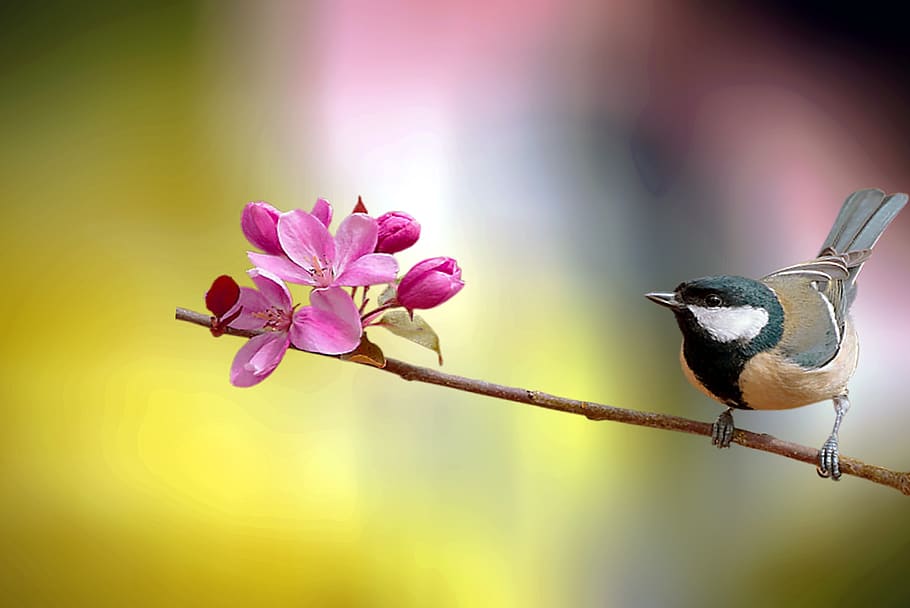 bird, tree, nature, sky, branch, wildlife, landscape, clouds HD wallpaper
