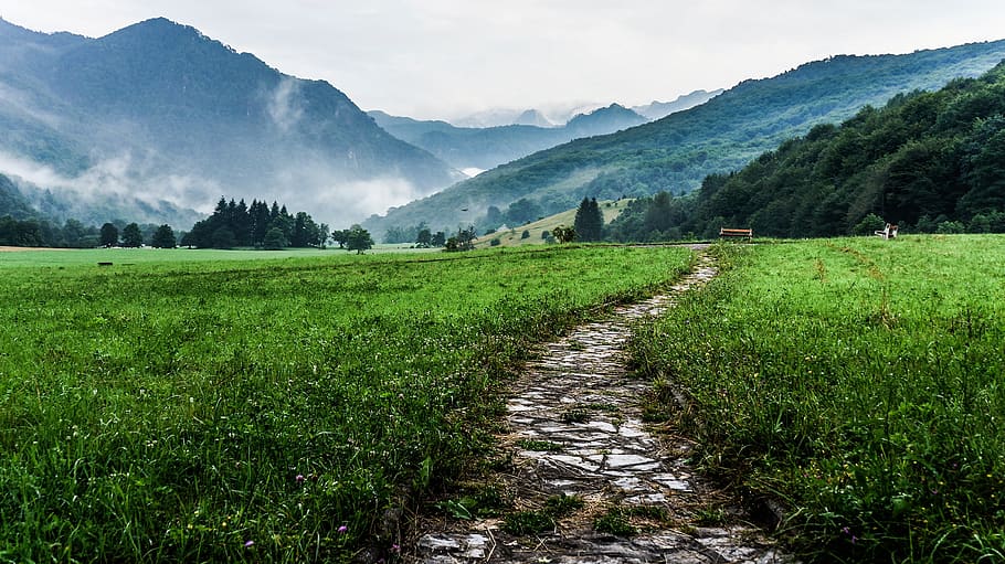 way, path, outdoor, landscape, nature, pathway, grass, green HD wallpaper