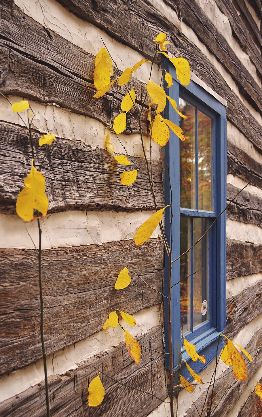 cabin, woods, fall, leaves, yellow, golden, blue, window, log HD wallpaper