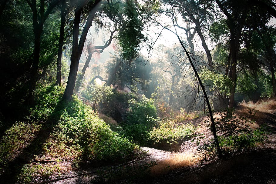 forest, meadow, light, trees, river, plant, land, beauty in nature HD wallpaper