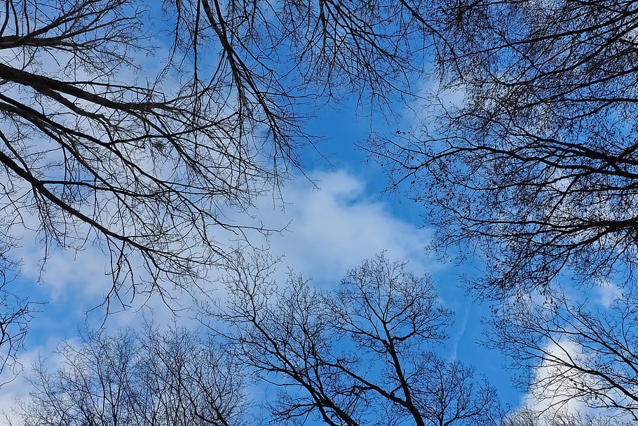 sky, trees, nature, landscape, clouds, scenic, forest, mood HD wallpaper