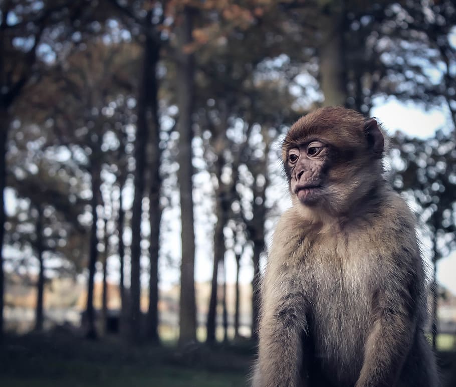 monkey, sad, zoo, primate, jungle, thoughtful, captivity, imprisoned HD wallpaper