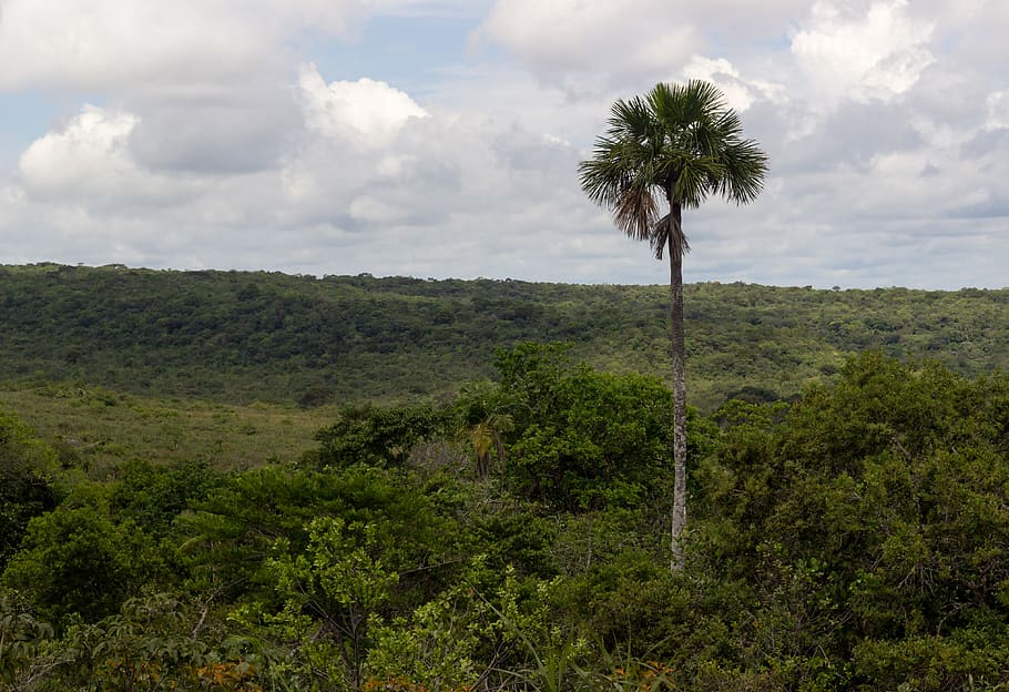 forest, jungle, palm, solitude, nature, colombia, plant, sky HD wallpaper