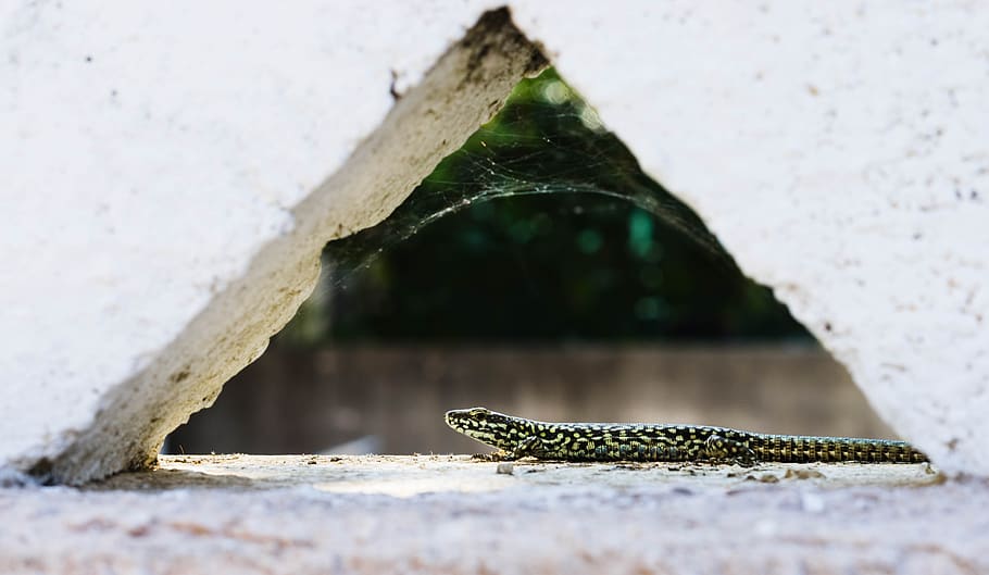 lizard, nature, triangle, reptile, one animal, animal themes HD wallpaper