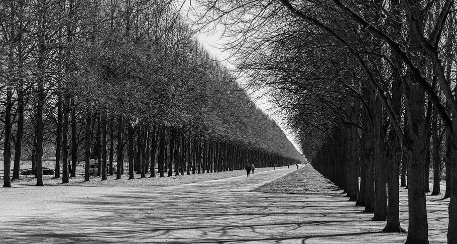 avenue, trees, path, forest, landscape, mood, away, nature HD wallpaper