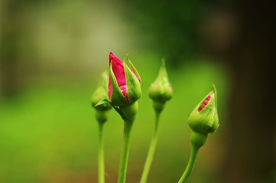 flower, rosa, rose, rosebud, buds, plant, growth, beauty in nature, HD wallpaper