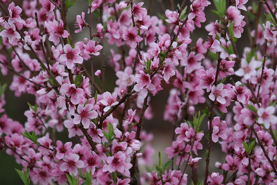 flowers, pink, casey, tree, spring, nice, petals, blooming HD wallpaper