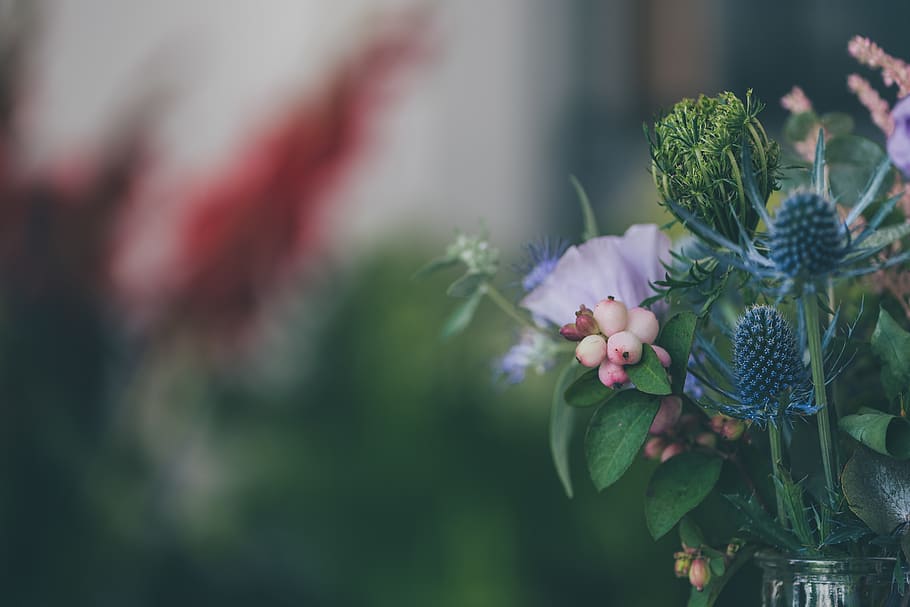 florist, flowers, flowering plant, growth, beauty in nature HD wallpaper
