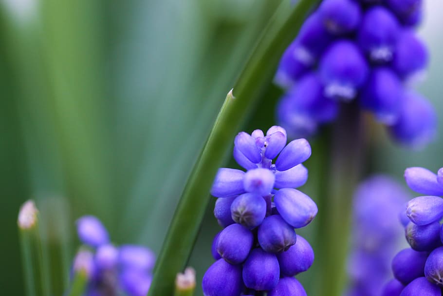 purple, closeup, flower, spring, macro, flowering plant, freshness HD wallpaper