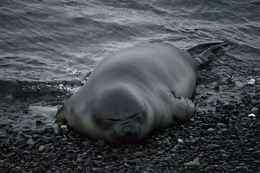 seal, sleeping, resting, antarctica, costa, cute, animals, black