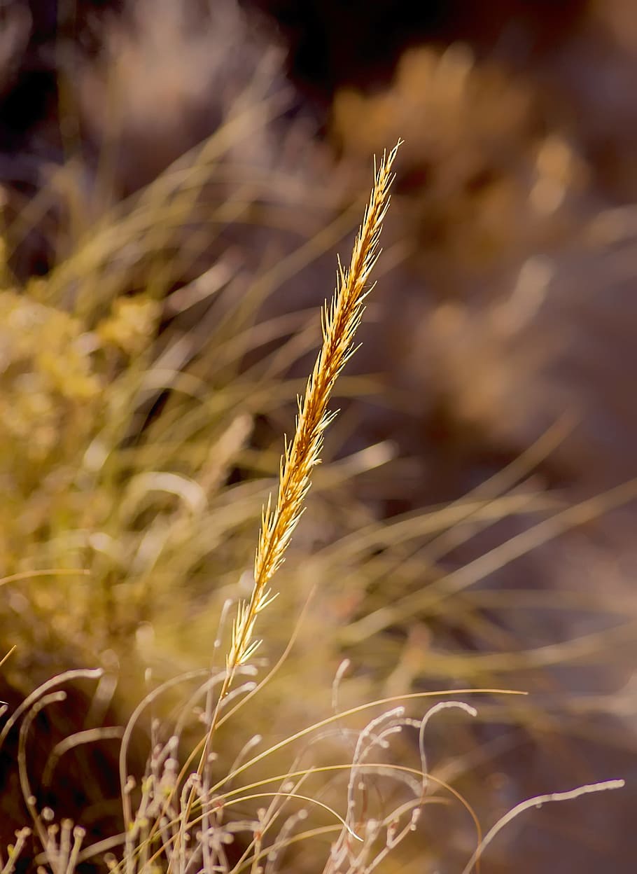 Wild esparto., plant, stem, summer, outdoors, sunlight, agriculture HD wallpaper