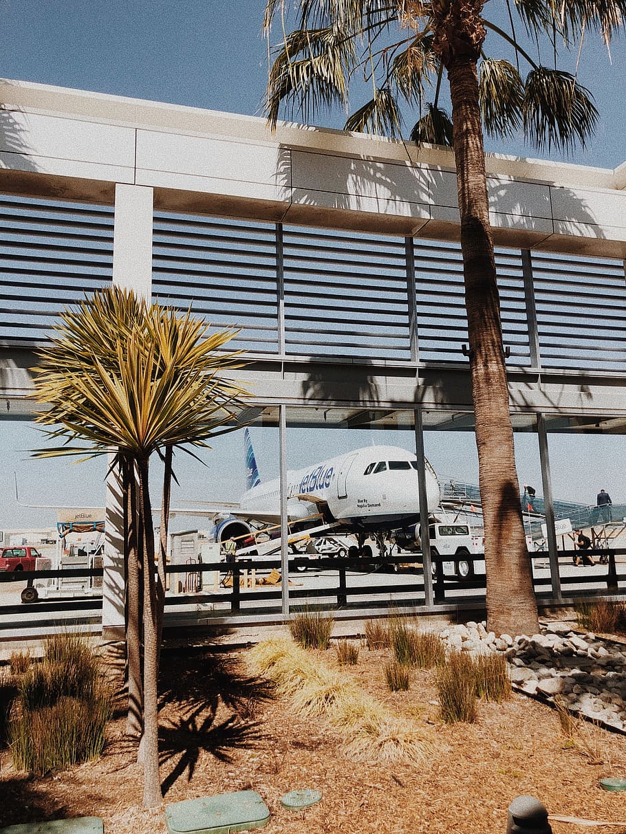 white airliner in tarmac, tree, palm tree, arecaceae, plant, person