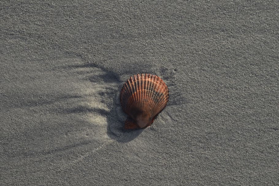 seashell, beach, animal wildlife, no people, day, nature, one animal HD wallpaper