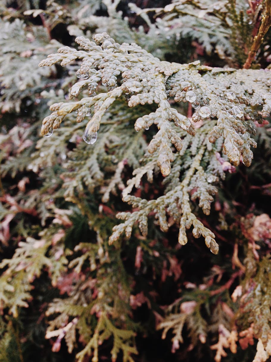 canada, plant, growth, close-up, tree, no people, nature, selective focus HD wallpaper