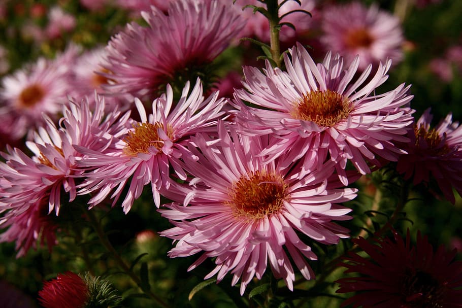 asters, flowers, bloom, pink, flowering plant, beauty in nature HD wallpaper