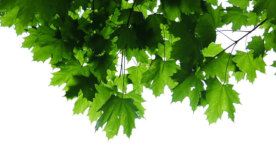 green leaves, potted plant, planter, herbs, jar, flora, pottery HD wallpaper