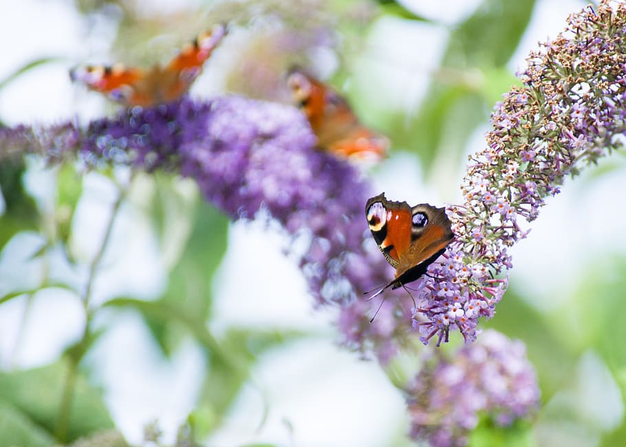 peacock butterflies, buddleia, insects, animal themes, flower, HD wallpaper