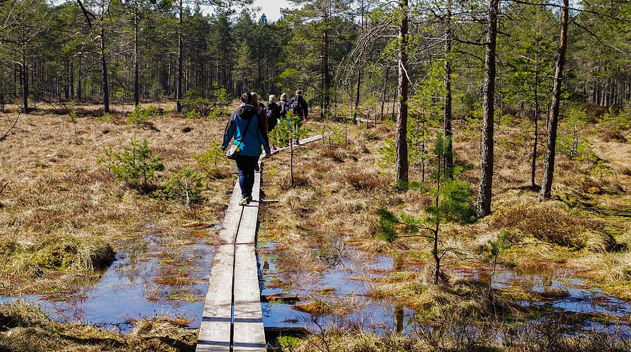 People Walking in Brown Wooden Planks in Forest, adventure, daylight HD wallpaper