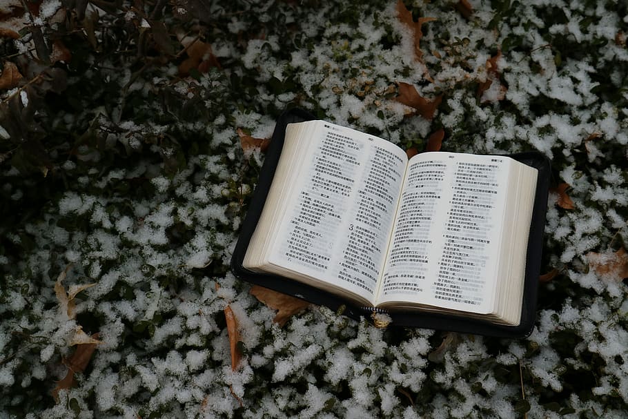 book, nature, snow, winter, holy bible, plant, blossom, flower, HD wallpaper