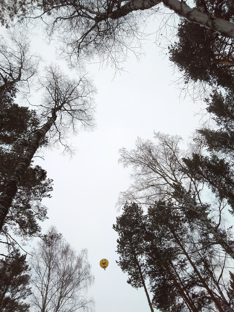 Yellow Balloon , perspective, tees, tree, plant, low angle view HD wallpaper