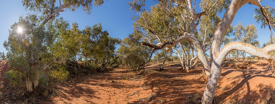 australia, flinders ranges, tree, plant, trunk, tree trunk HD wallpaper