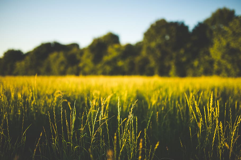 Green and Brown Grass, field, macro, nature, trees, plant, growth HD wallpaper
