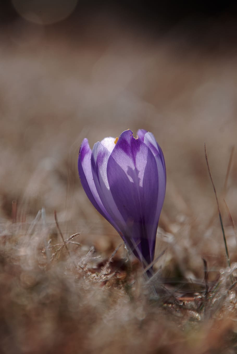 purple flower, plant, crocus, blossom, nature, animal, bird, springtime HD wallpaper