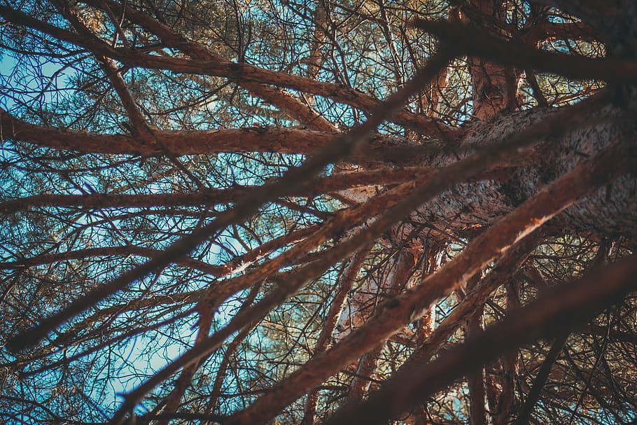pine, forest, tree, nature, summer, sky, plant, no people, branch HD wallpaper