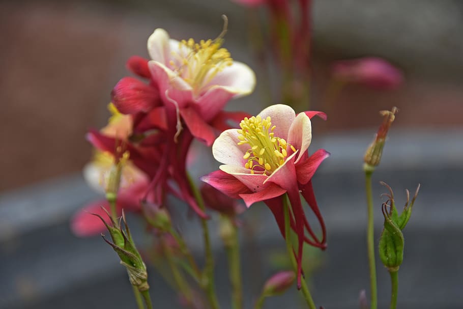 ladd, flowers, spring, soft, main claw, improved new, flowering plant HD wallpaper