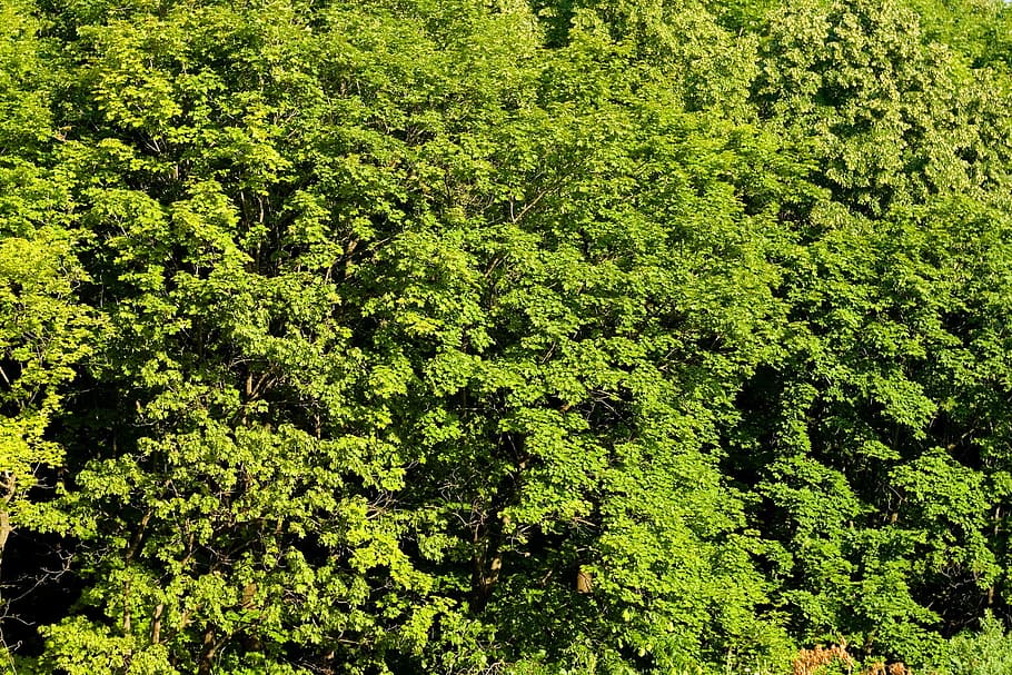 conservation, environment, environmental, foliage, forest, forestbackground HD wallpaper