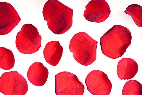con2011, rose, petals, red, white background, shape, studio shot HD wallpaper