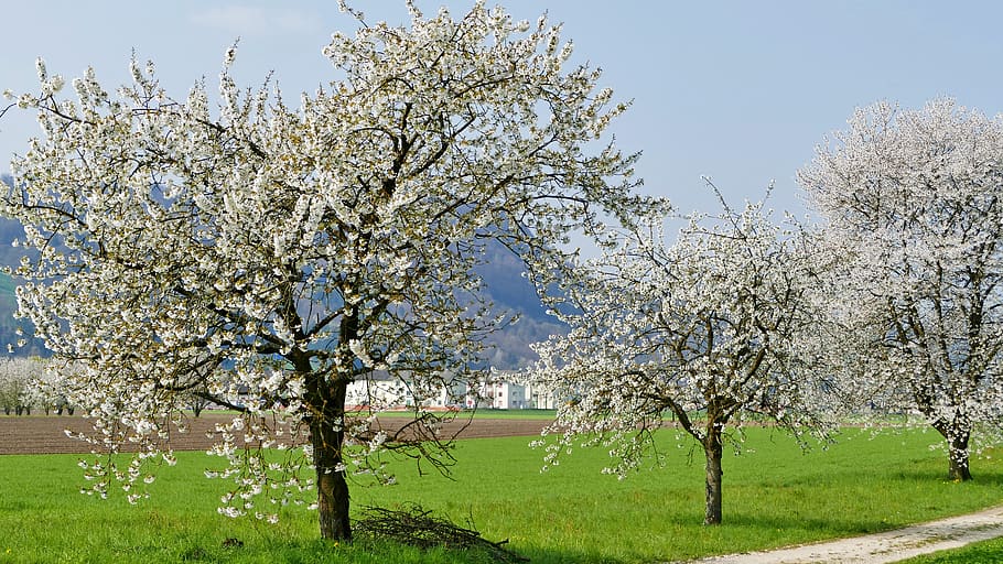 landscape, nature, trees, away, meadow, sun, blossom, bloom HD wallpaper