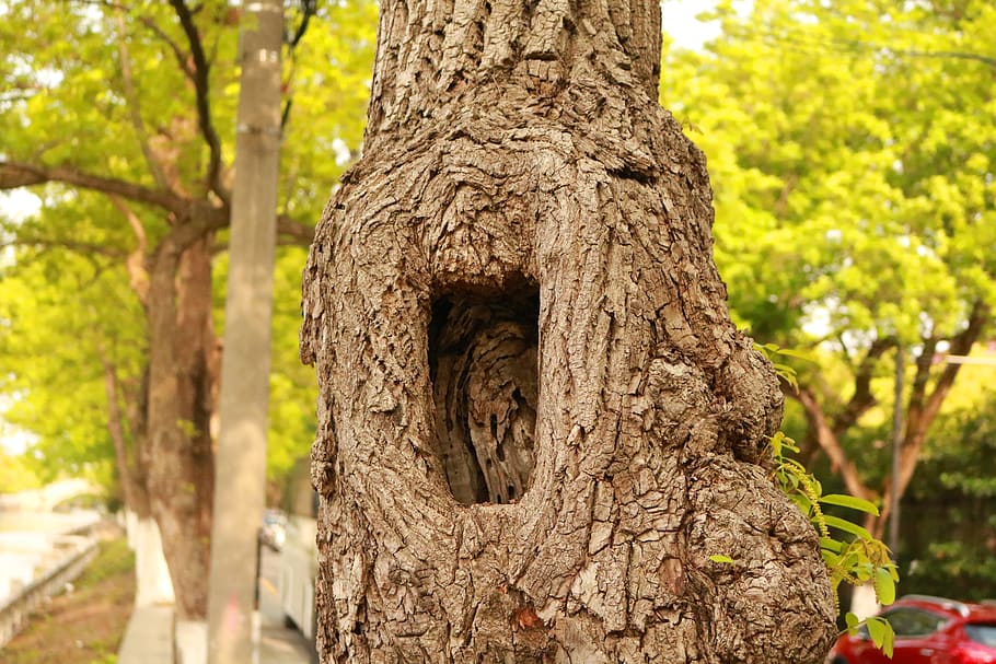 tree, plant, focus on foreground, tree trunk, day, no people HD wallpaper