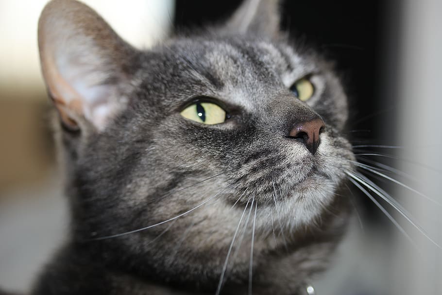 cats, friendly, nose, grey, flo, animal, pets, domestic, mammal HD wallpaper