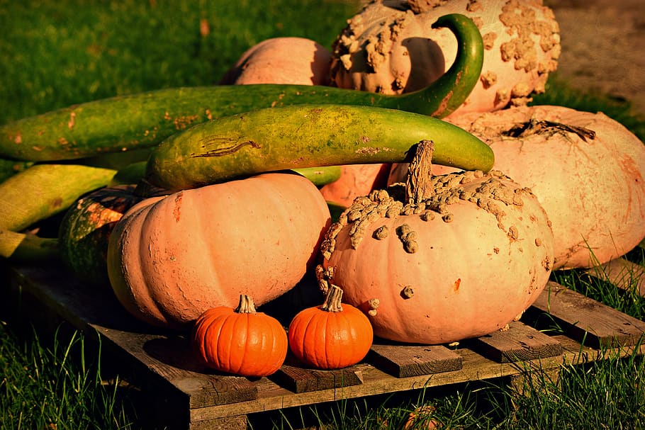 pumpkin, cucuzza squash, vegetable, harvest, food, decoration HD wallpaper
