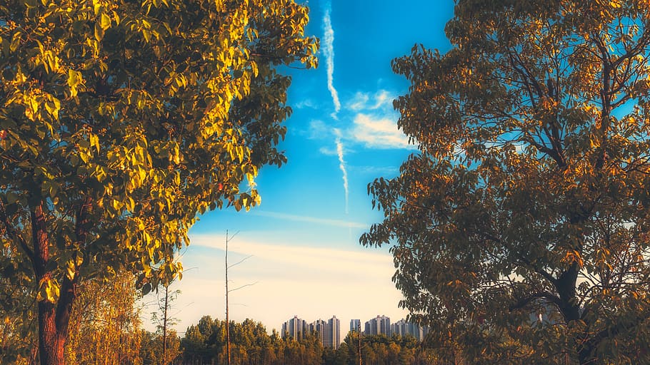 autumn, sunny, cloud, tree, golden, city, landscape, plant HD wallpaper