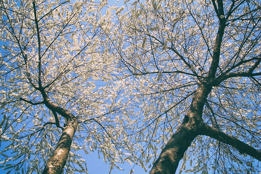 spring, trees, flowers, sky, blue, light, low angle view, plant HD wallpaper