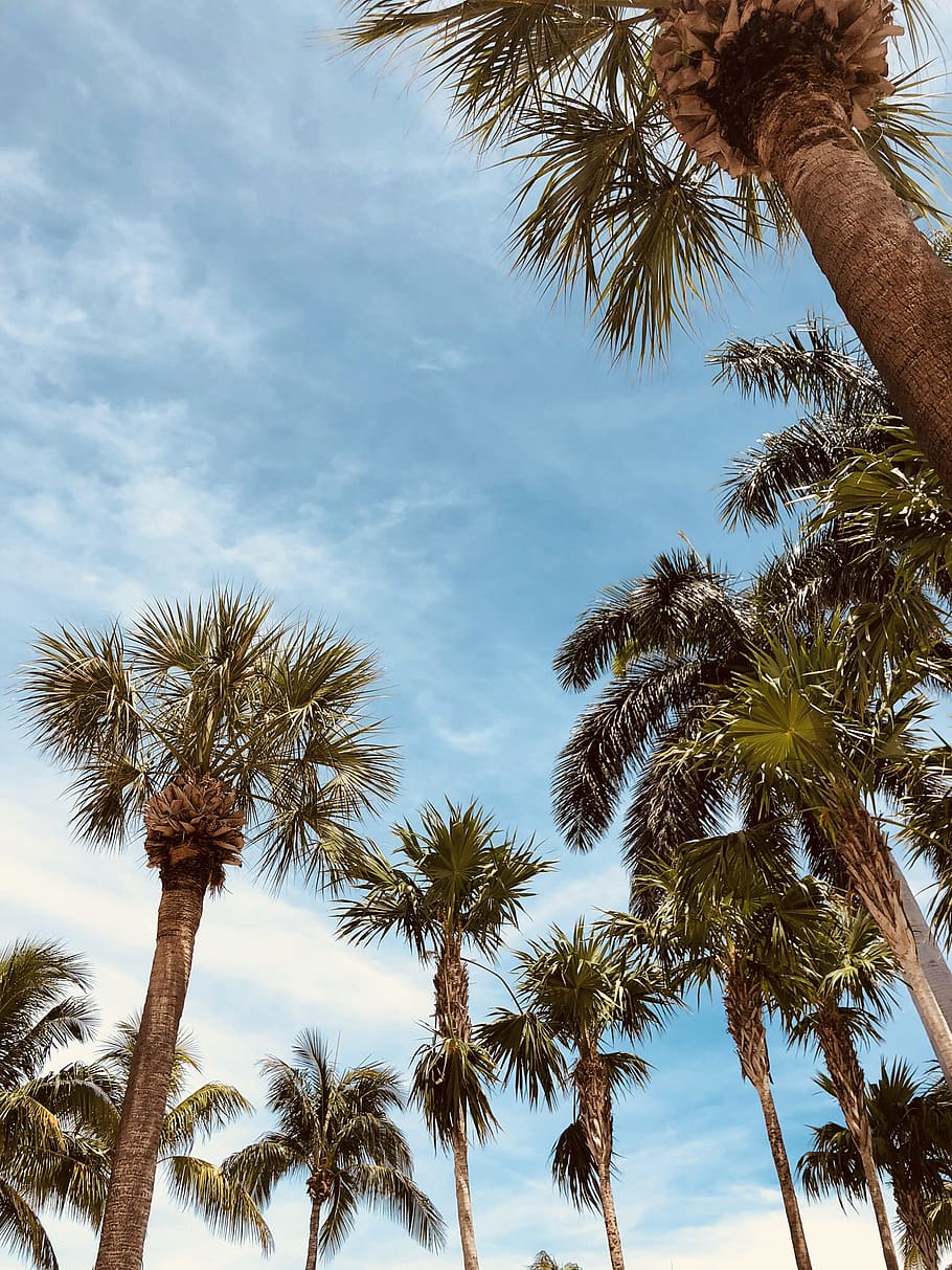 Palm Tree Sky Kiss blue california clear coconuts florida palm trees  HD phone wallpaper  Peakpx