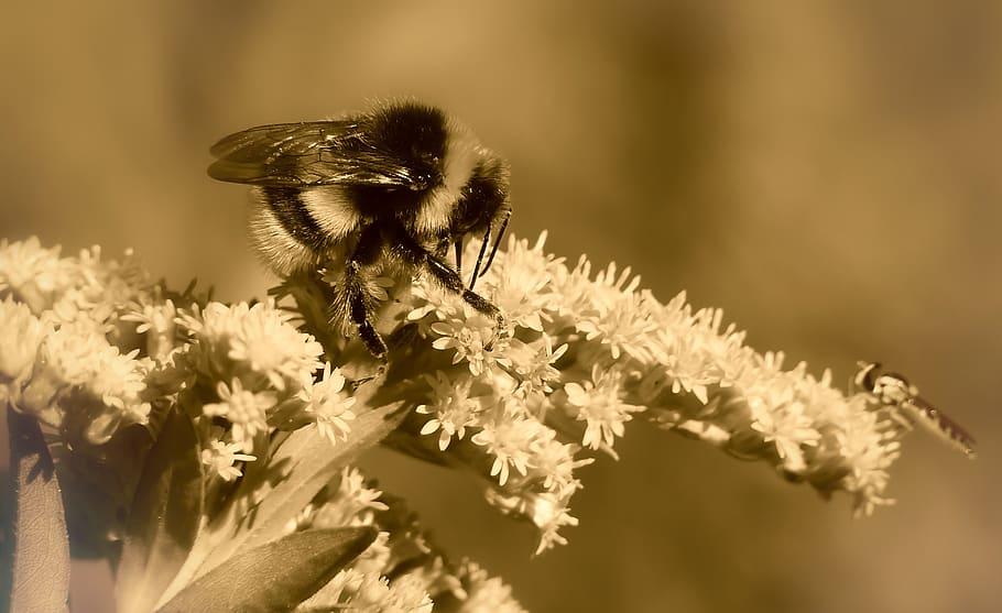 animal themes, flower, animals in the wild, flowering plant HD wallpaper