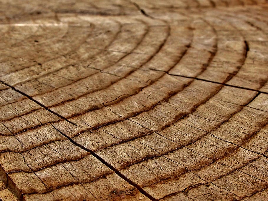 wood, butt, annual rings, pattern, background, backgrounds HD wallpaper