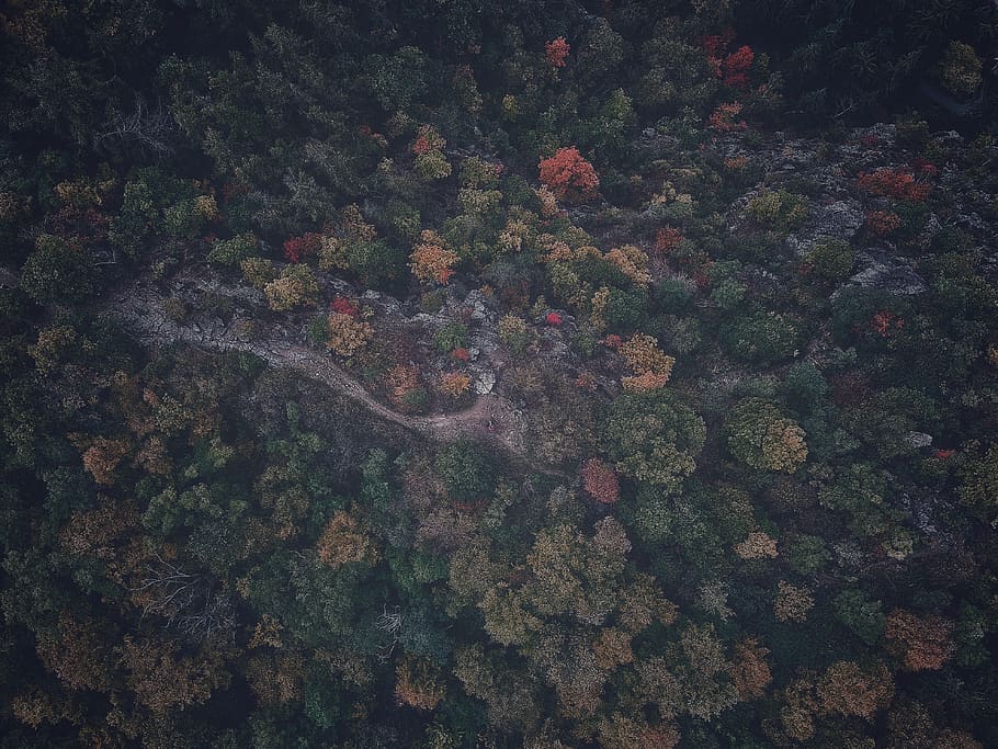 czechia, prague, liboc, drone, forrest, aerial, nature, full frame HD wallpaper